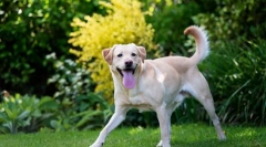 Sezona tick: zaščita hišnih živali iz krvi!