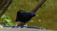 Satin v obliki peska