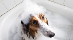 Šamponi in klimatska naprava