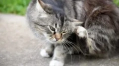 Bolha in pršice šamponi za mačke