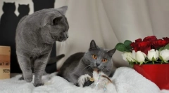 Cat cat (photo): priljubljena francoska št