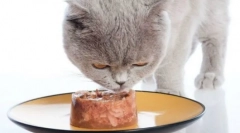 Sheba cat feed: veterinarski pregledi in podroben pregled