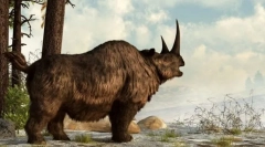 Woolly rhino