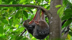 Satokel. Zmanjševanje živali sesalcev