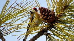 Schegol (photo perutnine): občuduje petje zvonjenja, utripa svetlo perje