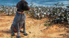 Kurzhara mladički (fotografija): bhakta v hiši in zanesljivem pomočniku na lov