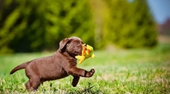 Labrador putks (photo): pravila oskrbe in izobraževanja