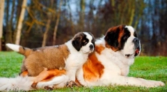 Senbernar mladički (fotografija): pravila oskrbe in izobraževanja