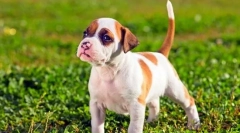 Stafford puppies (photo) - erete pravi prijatelj