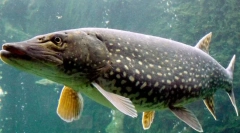 Pike: zanimiva dejstva o sladkem vodah