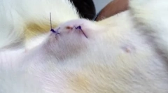 Bump na trebuhu mačke po sterilizaciji: je vredno skrbeti