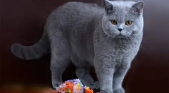 Čokolada britanci: mimmician plush mačke