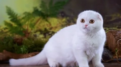 Scottish fold cat - pasma standard, znak, vsebina funkcije