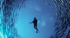 Človeški hrup ubije ribe