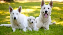 Swiss shepherd (photo): snow white dog - smrtonosni in pametni prijatelj