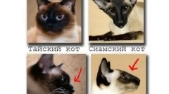 Siamese cat: blue-eyed diamond v hiši