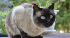 Siamese cat