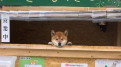 Siba inu: japonski pes-smiling