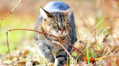 Sibirska mačka (fotografija): ljubeč puhast s kraljevskim znakom