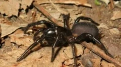 Sydney smešno pauka