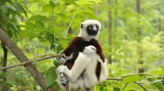 Sifaka lemur