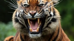 Moč živalskega ugriza