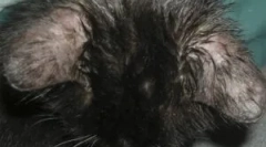 Simptomi in zdravljenje demodekoze v mački