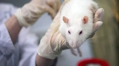 Simptomi in zdravljenje mikoplazmoze pri podganah kot nevarne bolezni