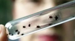 Simptomi encefalitisa po označevanju označevanja