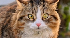 Sindrome kognitivnega disfunkcije