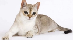 Singapur cat (singapur)