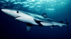Blue shark