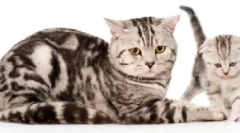 Sistem vzrejnih organov