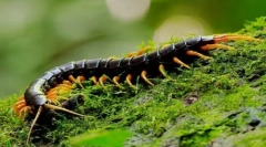 Skolendra (photo): pet, od kateri vključujejo