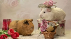 Prečkanje morskih prašičkov