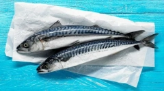 Mackerel