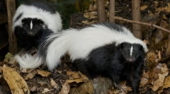 Skunk