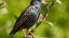 Skzorets (fotografije): true spring herald