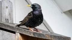 Skzorets - pird main