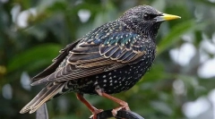 Starling