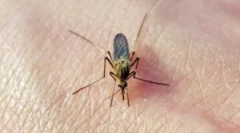 Odtisi komarjev na telesu