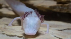 Spanje salamander - najvišji plenilca podzemnega vodonosnika teksasa