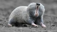 Floum: opis in življenjski slog