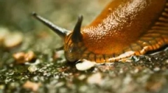 Slum: kdo so tisto, kar izgledajo in škodujejo?