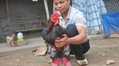 Slon piščanci ha dong tao