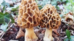 Smorchcski in škrobi