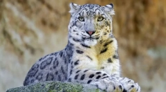 Snežne palice-irbis