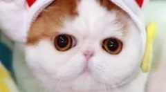 Snoopy-cat: teddy murlyka, ki je osvojila internet