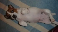 Potni list za pse: kako in za kaj naredi žigot hišnega ljubljenčka