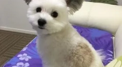 Pes gawa z ušesi, kot je chebuhashka